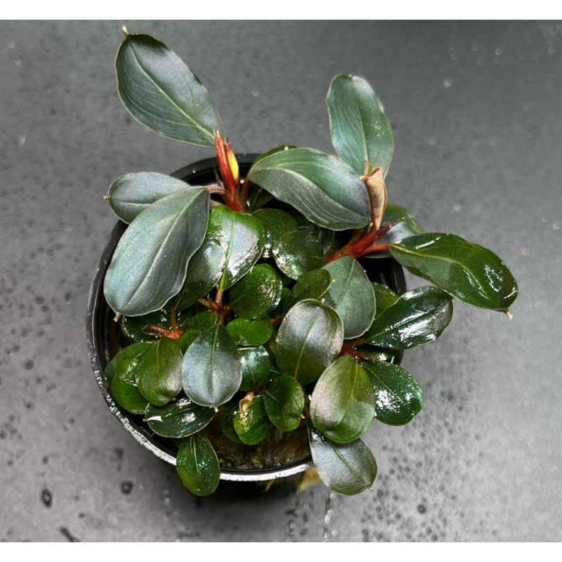 Bucephalandra Batang Kawa (1680 / 1 POT)