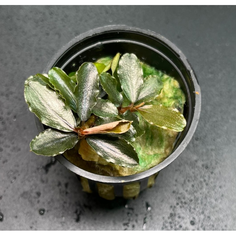 Bucephalandra Brownie Blue (1679 / 1 POT)