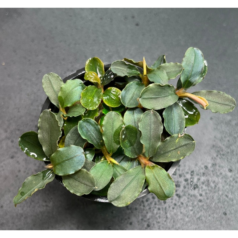 Bucephalandra Brownie Purple (1678 / 1 POT)