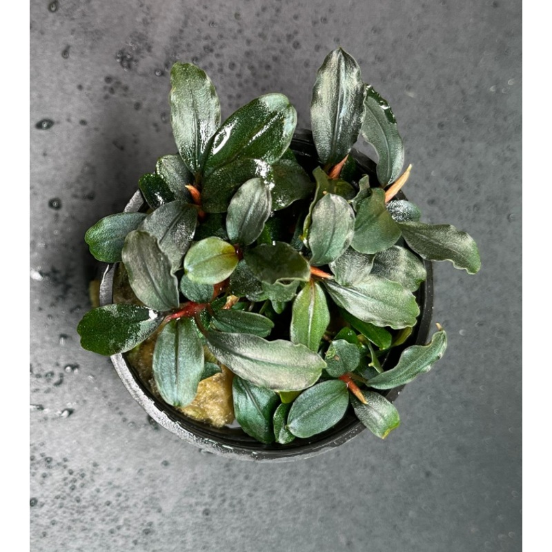 Bucephalandra Ghost Ulu Kapus (1677 / 1 POT)