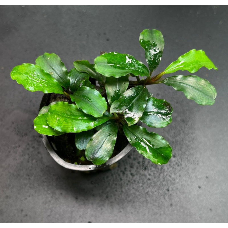 Bucephalandra Green Wavy (1375 / 1 POT)