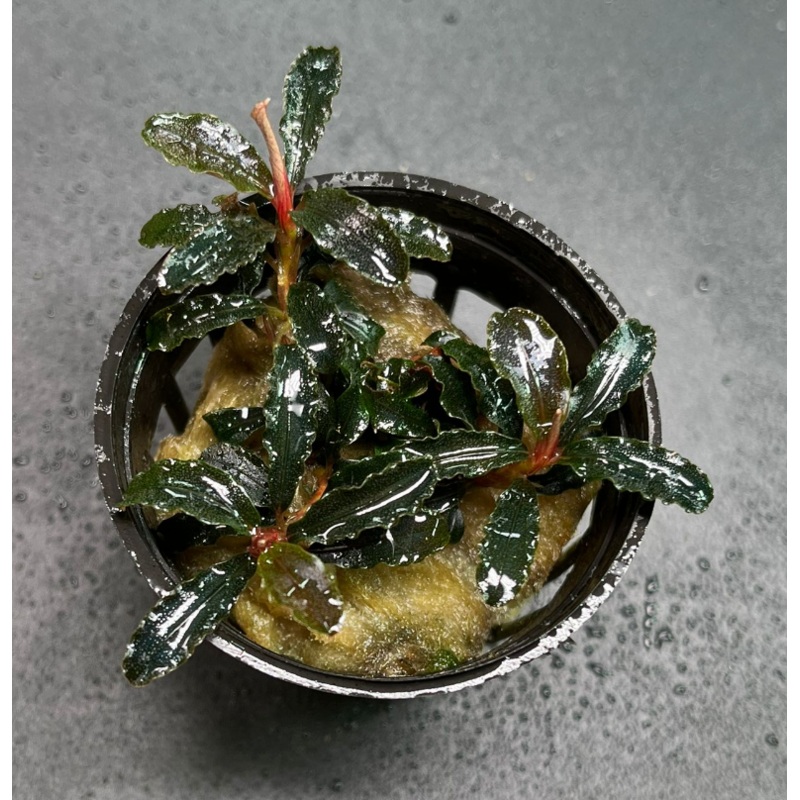 Bucephalandra Kedagang (1535 / 1 POT)