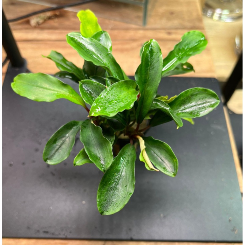 Bucephalandra Theia (1709 / 1 POT)