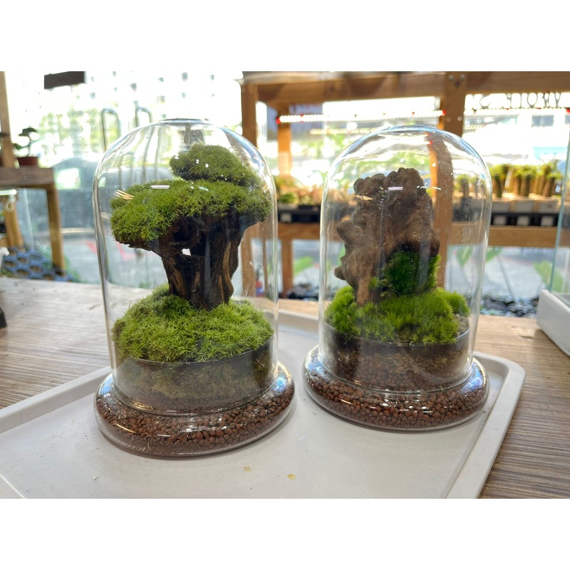 CUSTOM DESIGN Terrarium (Dome)