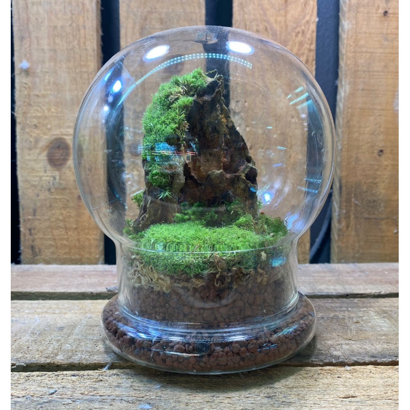 DOORGIFT TERRARIUMS Bell Pack (20 Sets)