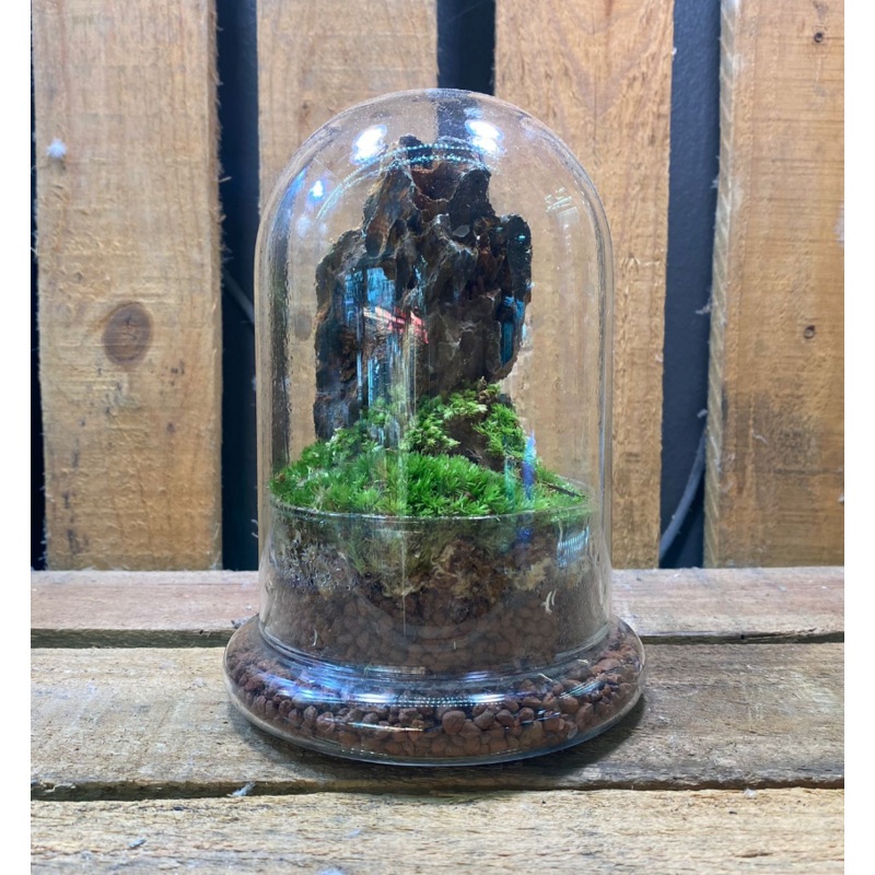 DOORGIFT TERRARIUMS Cone Pack (20 Sets)