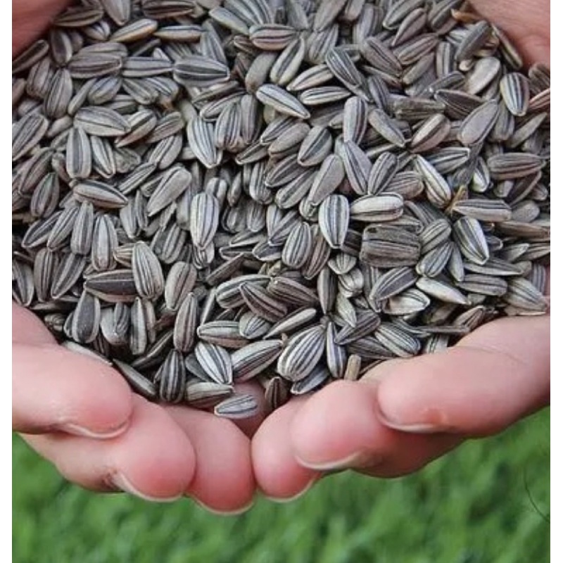 FIDS-PLAY Premium Sunflower Seeds (Small / 2Kg)