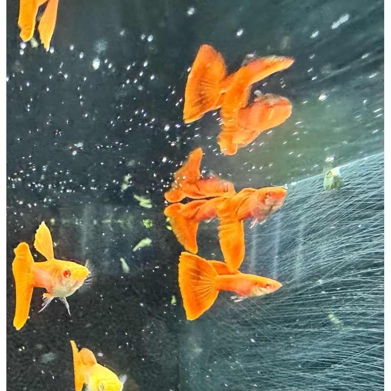 Guppy (Albino Full Red / Pair)