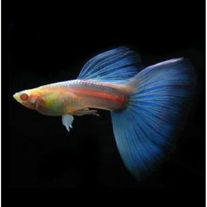 Guppy (Japan Sky Blue / Pair)