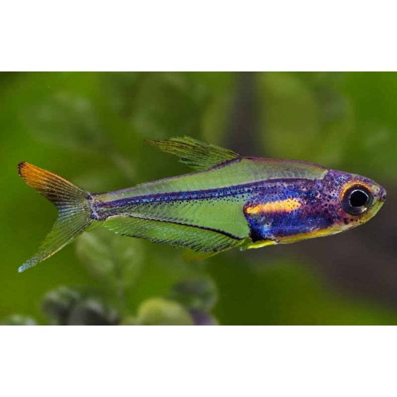Humming bird Tetra
