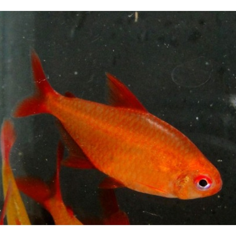 Hyphessobrycon sp. Muzel Red Cherry