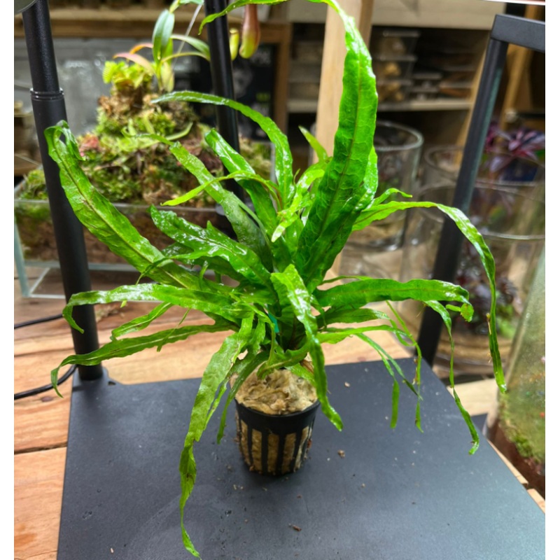 Java Fern sp Trident (Pot)