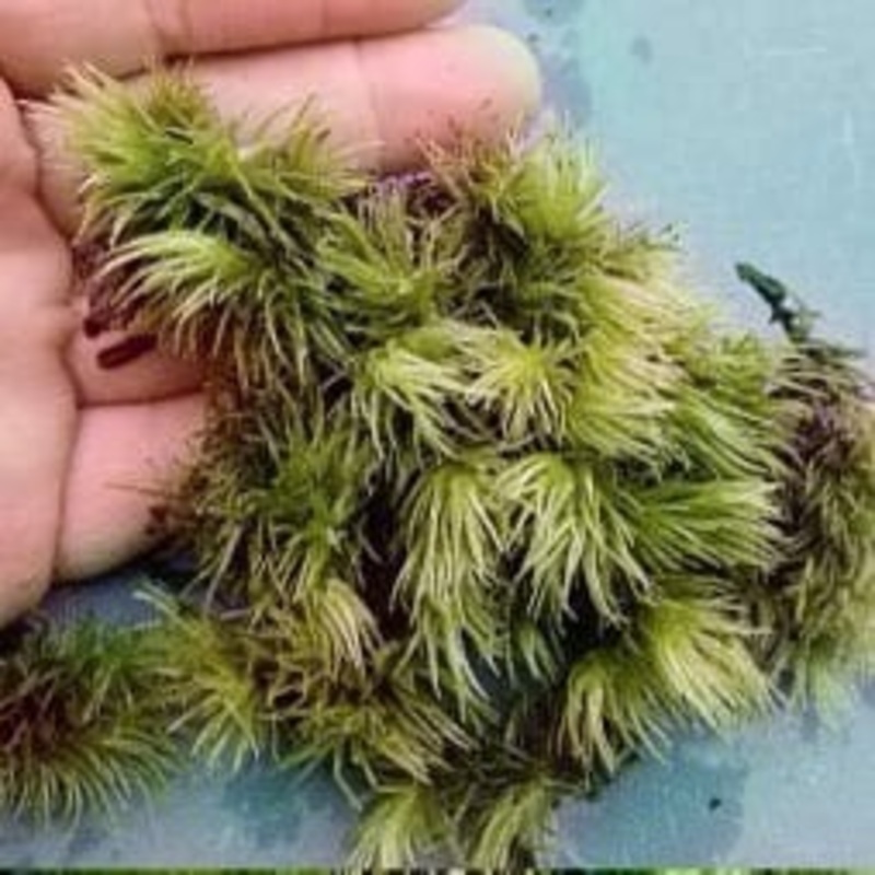 Moss (Type G / Cup)