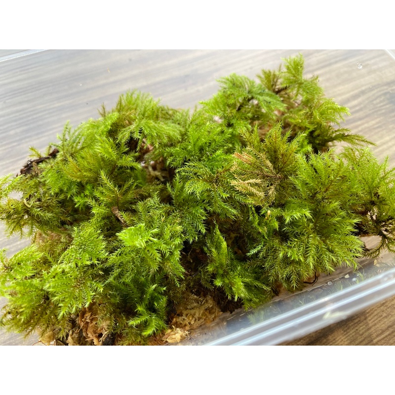 Moss (Umbrella moss / Cuo)
