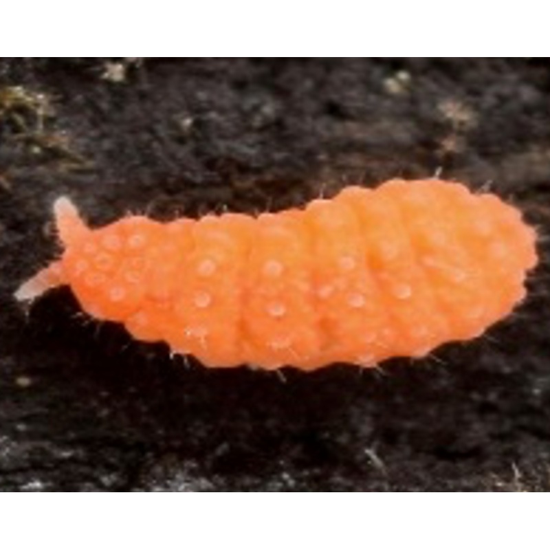 Orange Springtails (Cup)