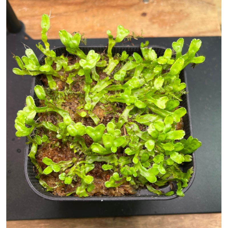 Thallose liverworts (Big fronds / Cup)