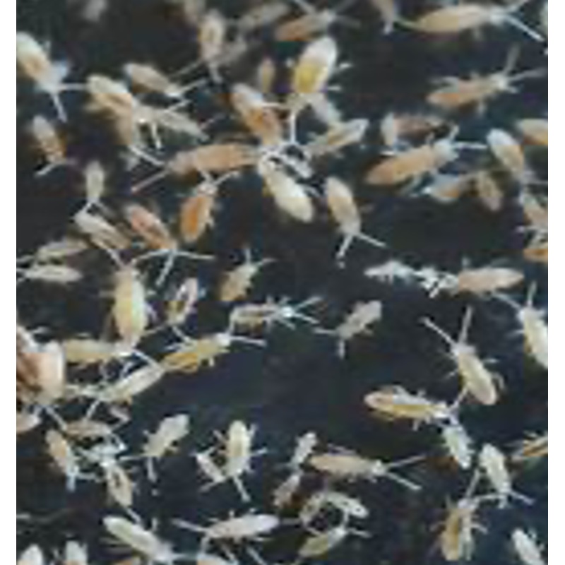 Tropical White Springtails (Cup)