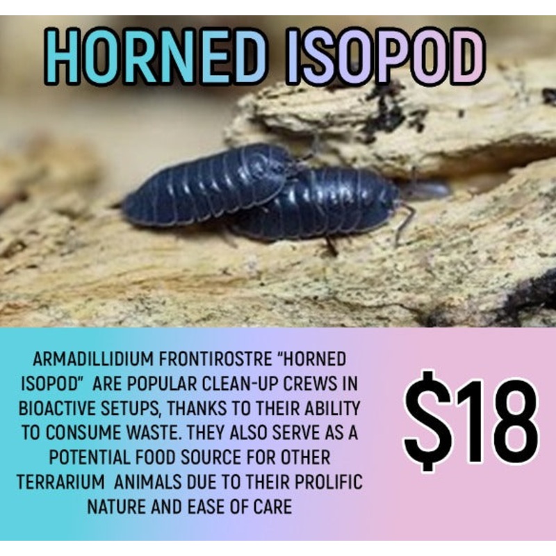 Armadillidium frontirostre "Horned Isopod" (5-7PC)