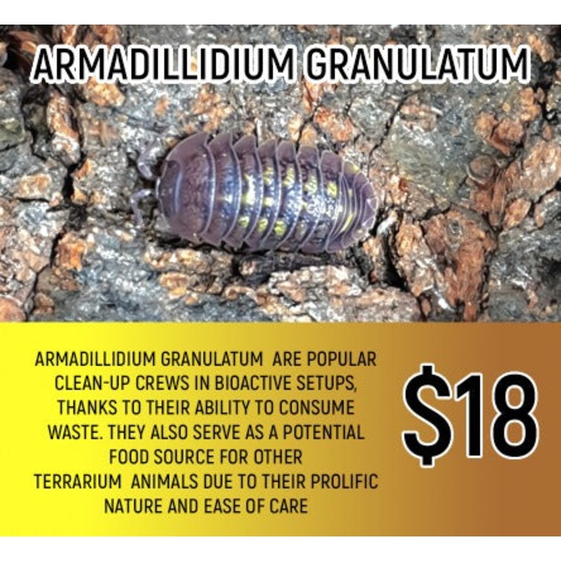 Armadillidium granulatum