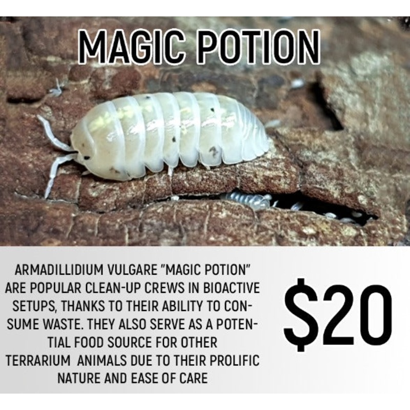 Armadillidium vulgare "Magic Potion" (5-7PC)