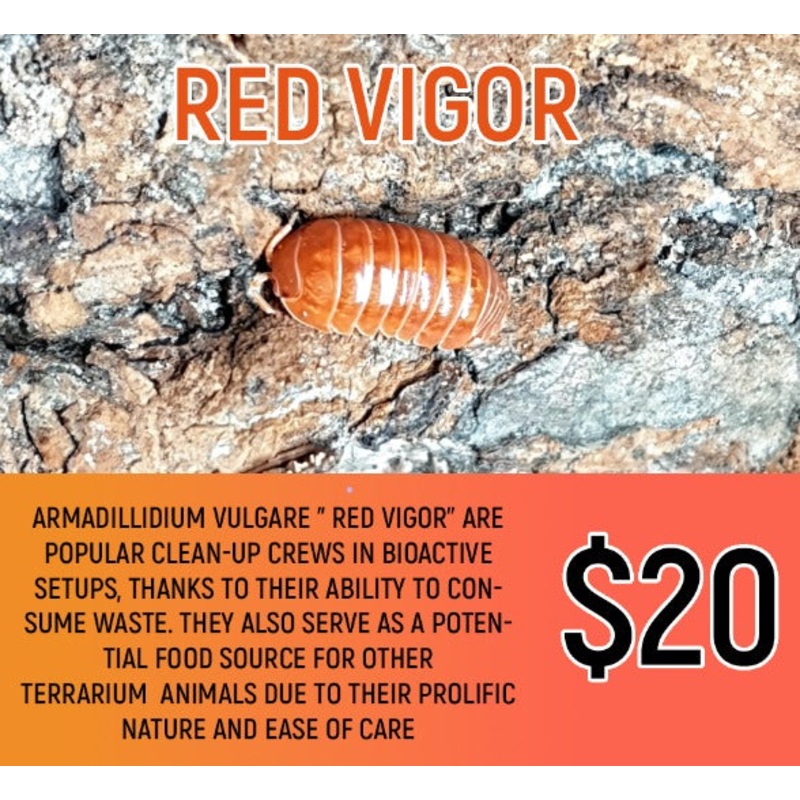 Armadillidium vulgare "Red Vigor" (5-7PC)