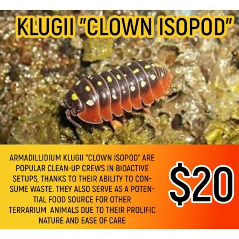 Armadillium klugii (Clown isopod / 5-7PC)