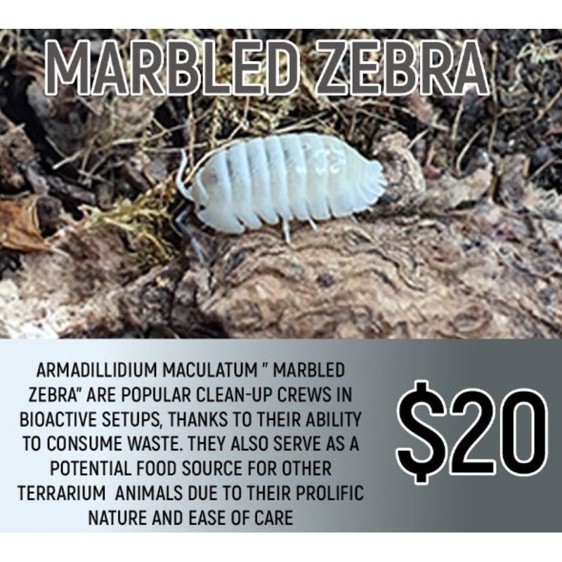 Armadillium maculatum "Marbled Zebra" (5-7PC)