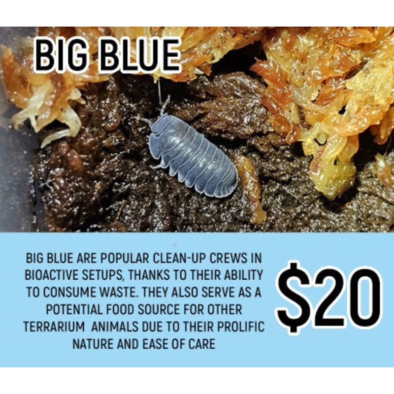 Big Blue Isopods (5-7PC)