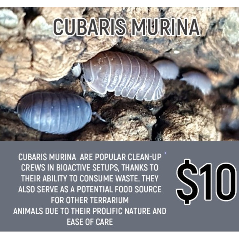 Cubaris murina (10-20PC)