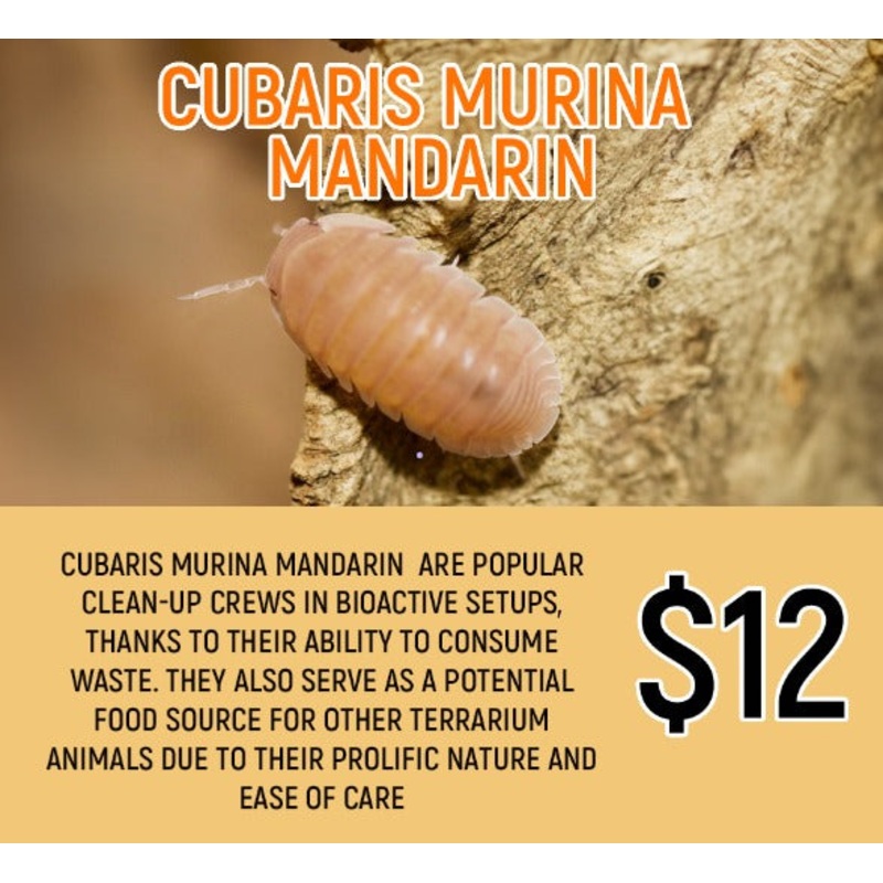Cubaris murina Mandarin