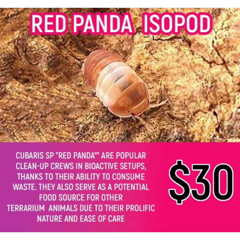 Cubaris sp "Red Panda (5-7PC)