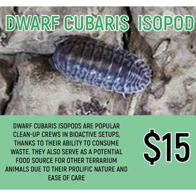 Dwarf Cubaris Isopods (10PC)