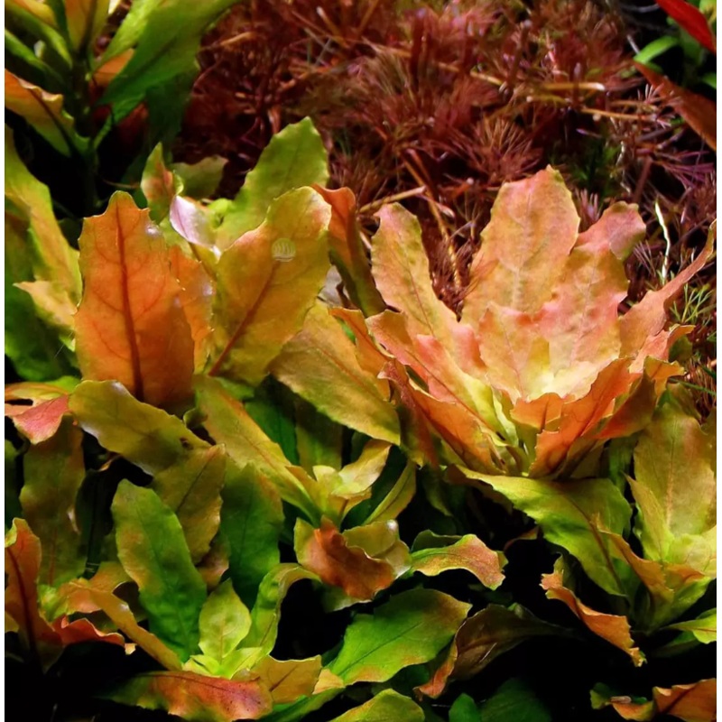 Ludwigia sphaerocarpa (1 POT / 1 Stem)