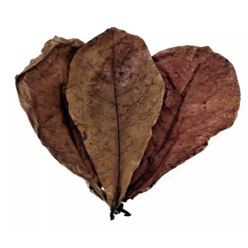 MOFISH Terminalia leaves (~20pc)