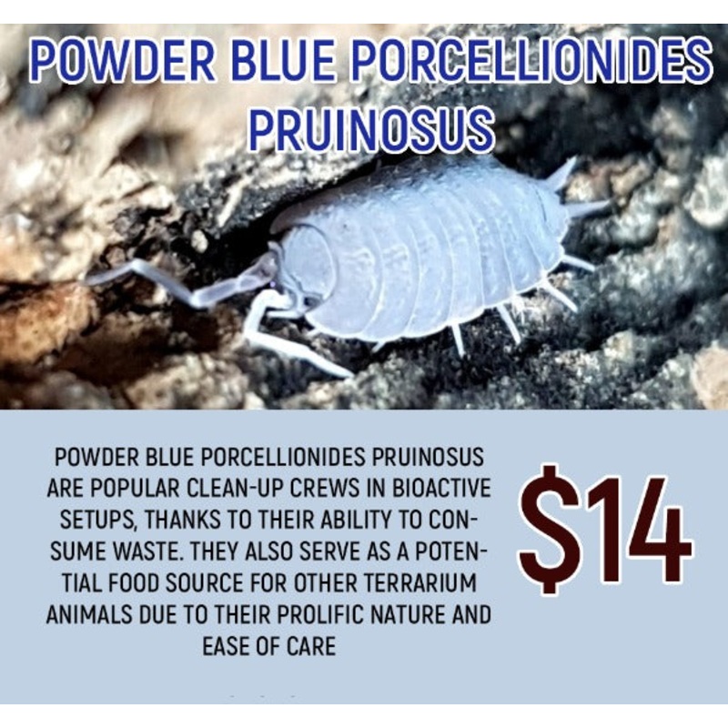 Porcellionides pruinosus "Powder Blue" (20PC)