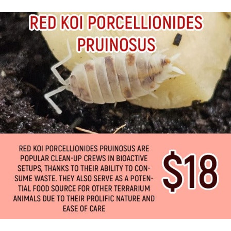 Porcellionides pruinosus Red Koi (20PC)