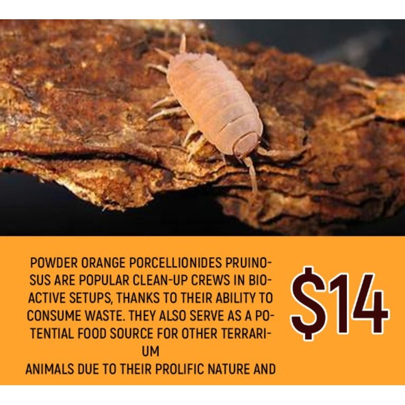 Porcellionides pruninosus (Powder Orange / 20PC)