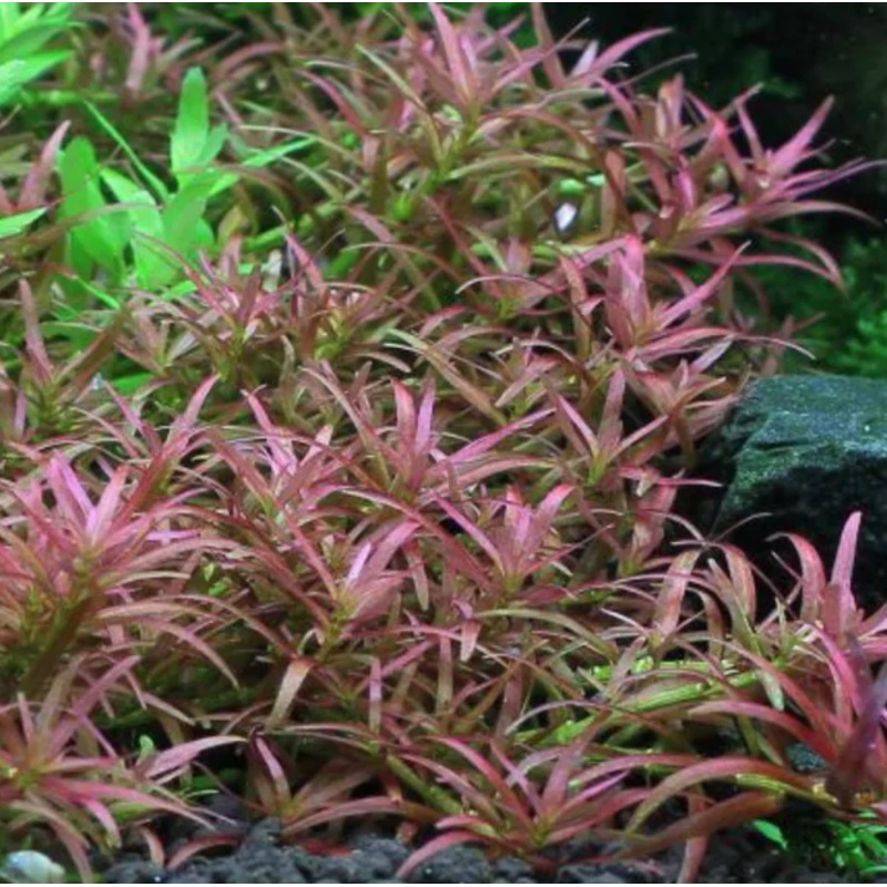 Rotala mexicana gioas (1 POT/ 3 Stems)