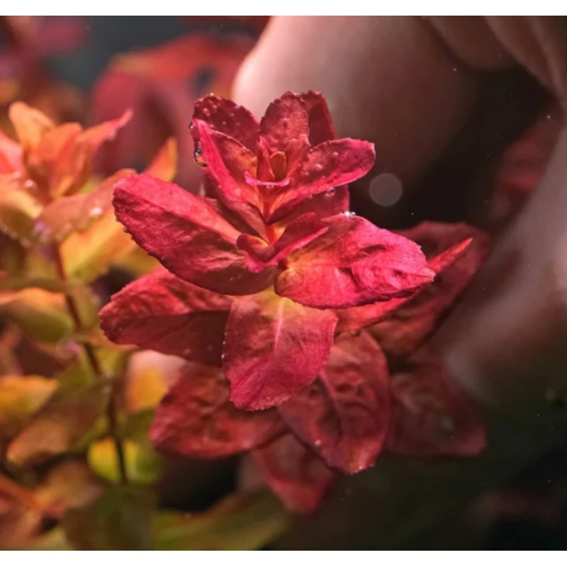 Rotala Mini Butterfly (1 POT/ 3 Stems)