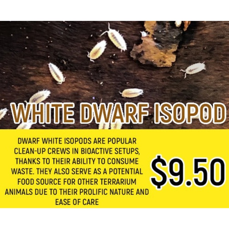 White Dwarf Isopod (10-20PC)