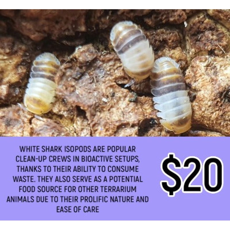 White Shark Isopods