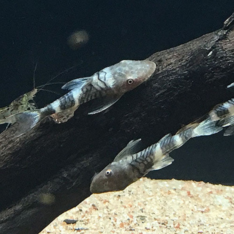 Orange Otocinclus