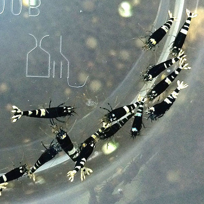 Pinto Shrimp (Black / 10pc)