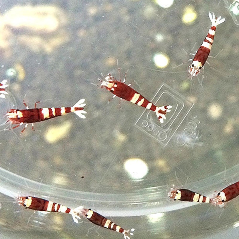 Pinto Shrimp (Red / 10pc)