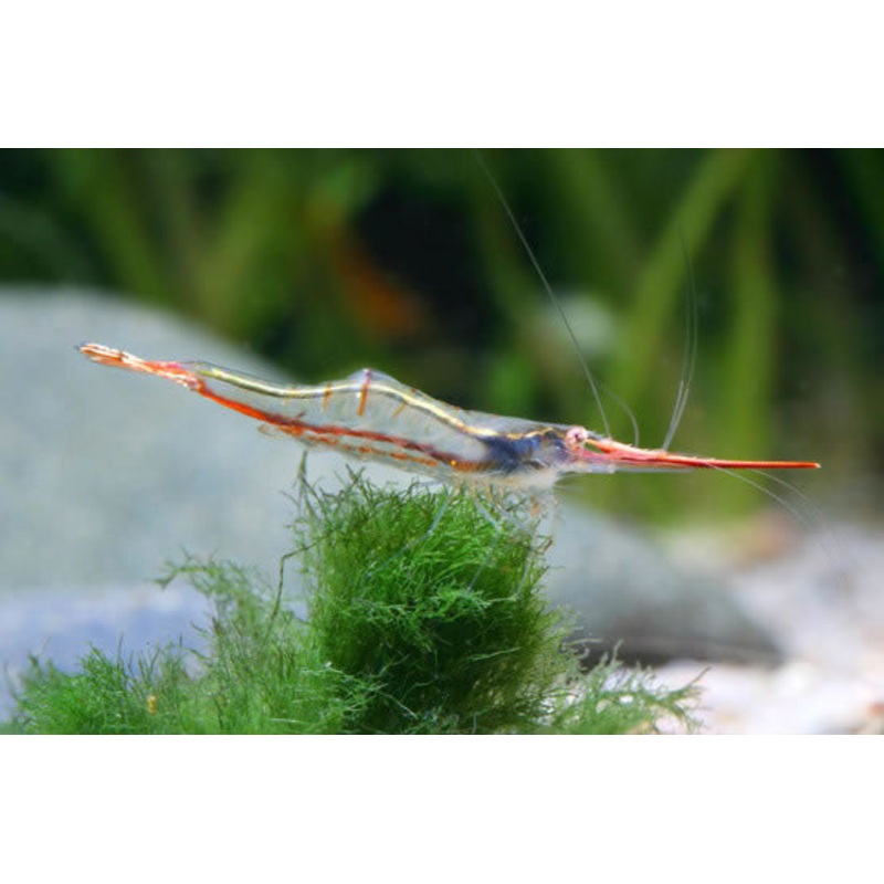 Red Nose Shrimp