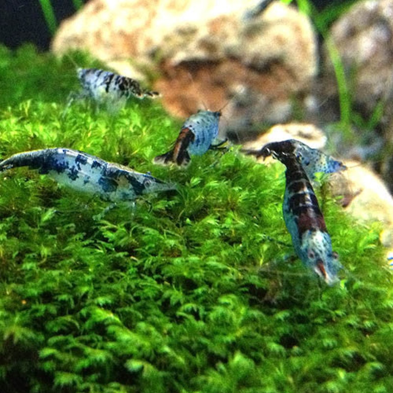 Rili Shrimp (Blue / 10 PC)