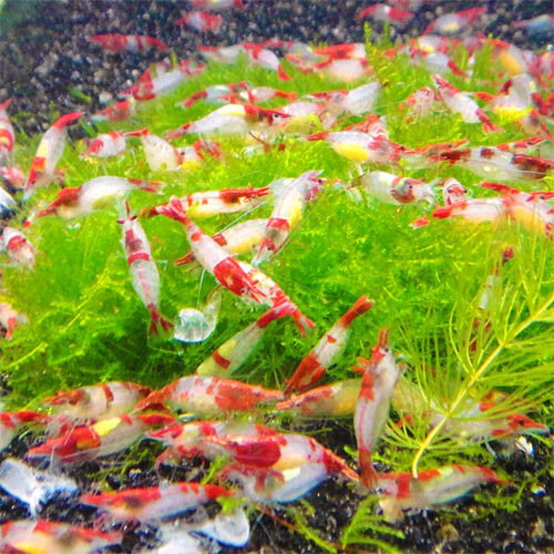 Rili Shrimp (Red / 10 pc)