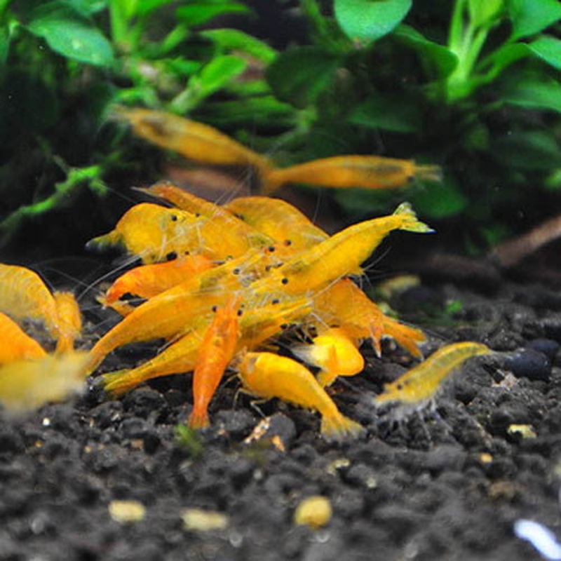 Sunkist Shrimp (10 pc)