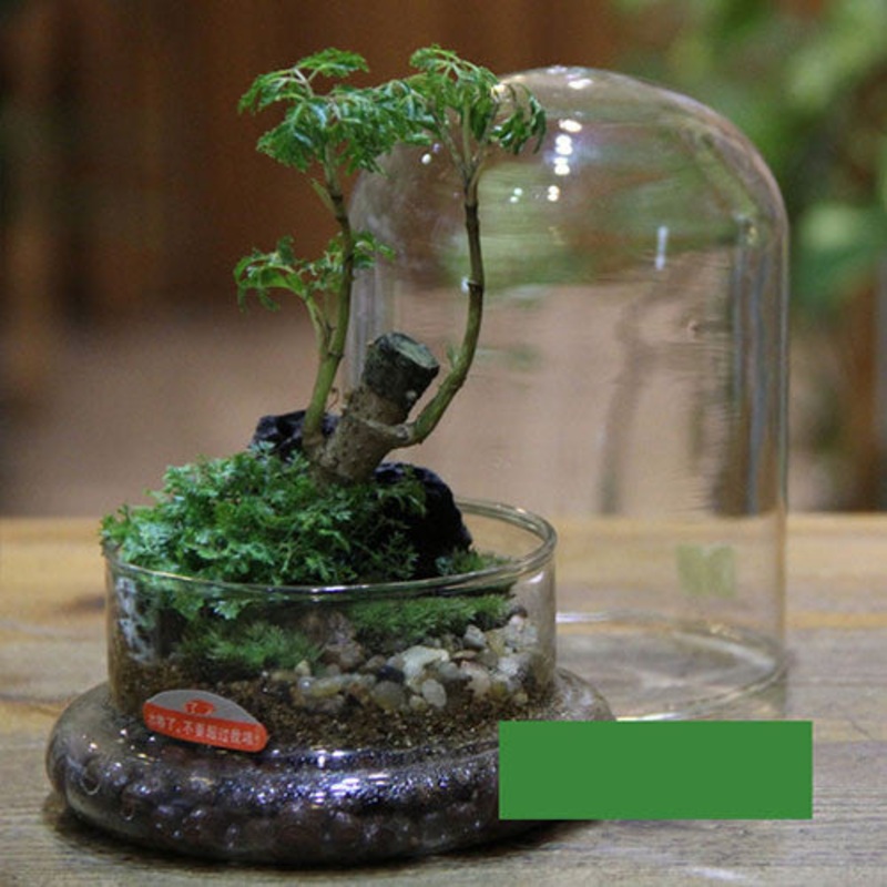 TERRA POTS Glass Closed Terrarium (S Bell)