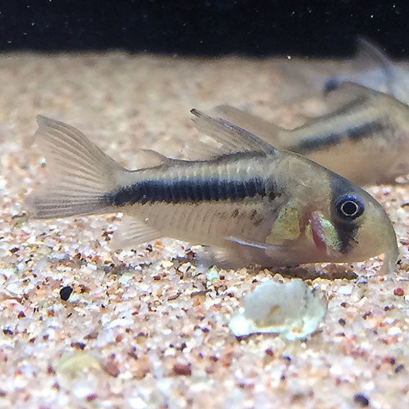 Corydoras axelrodi